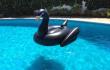 Black Swan Pool Float