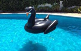 Black Swan Pool Float